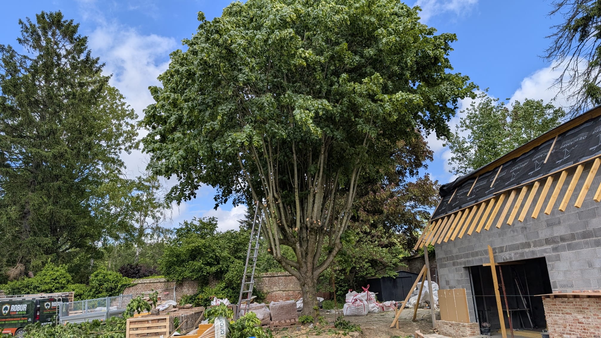 Après, Avant/après, un arbre négligé remis en forme dans le respect de sa physiologie.