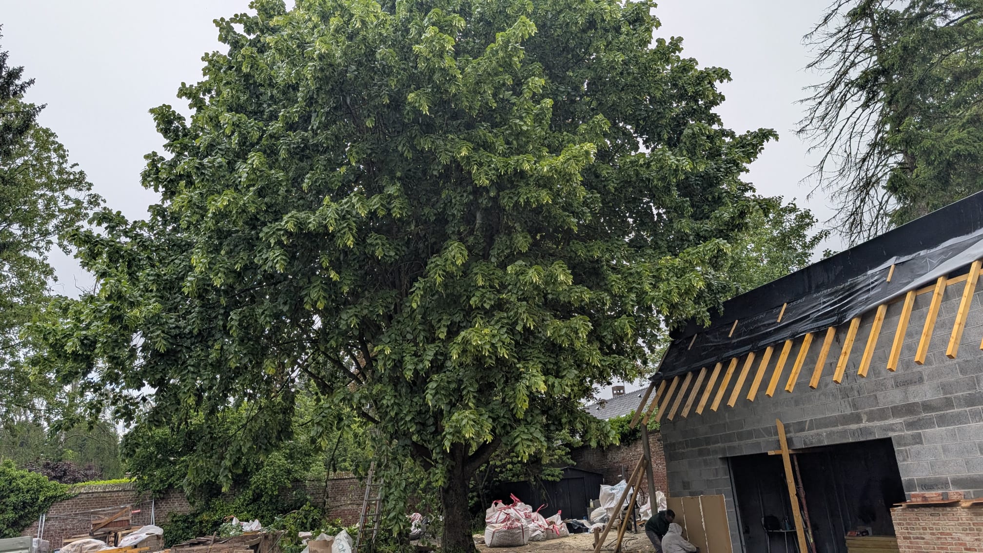 Avant, Avant/après, un arbre négligé remis en forme dans le respect de sa physiologie.